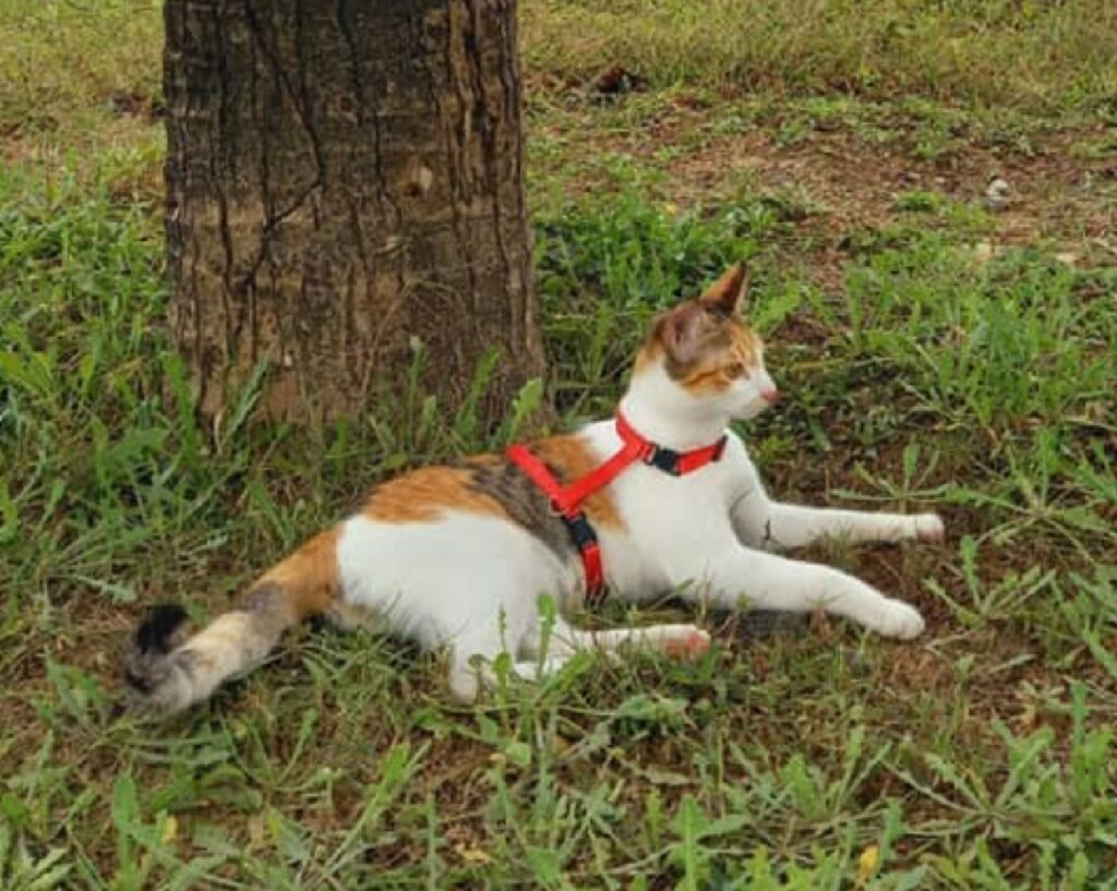 gatta con pettorina rossa