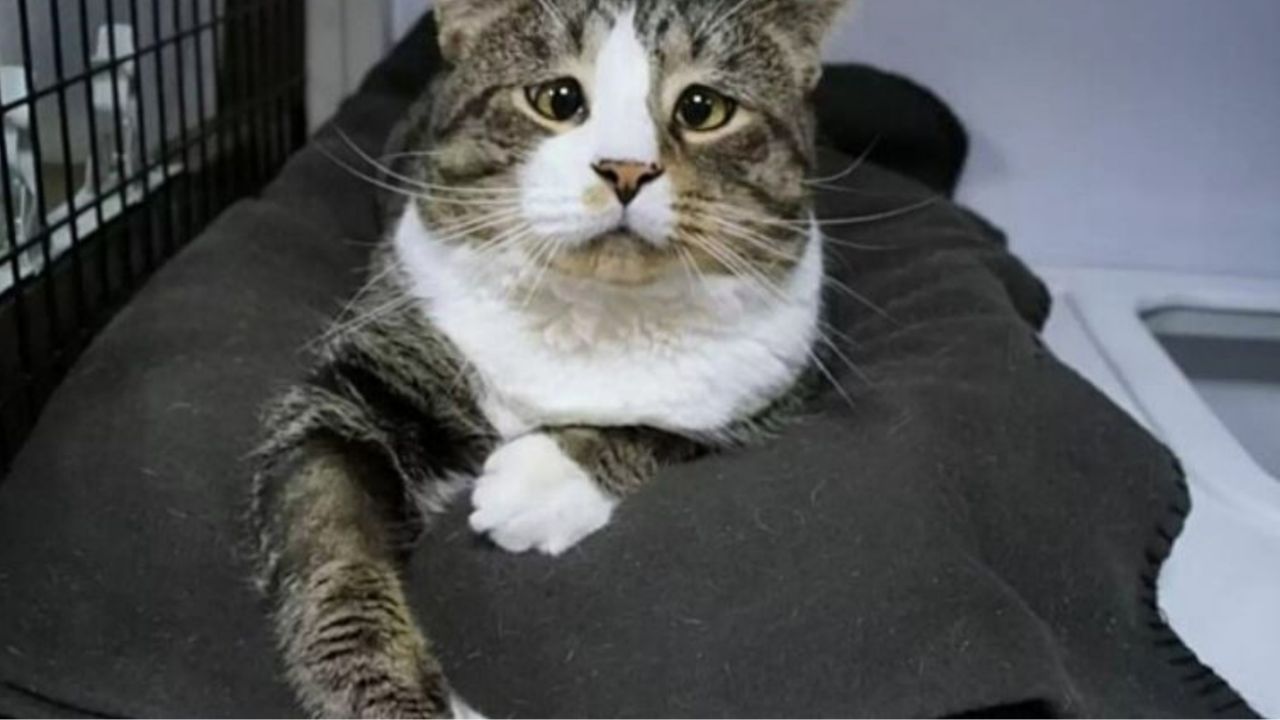 Ben il gatto con lo sguardo triste
