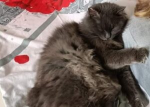 Chiesina Uzzanese, scomparso a seguito di un temporale, il gatto Whisky non fa ritorno a casa da mesi