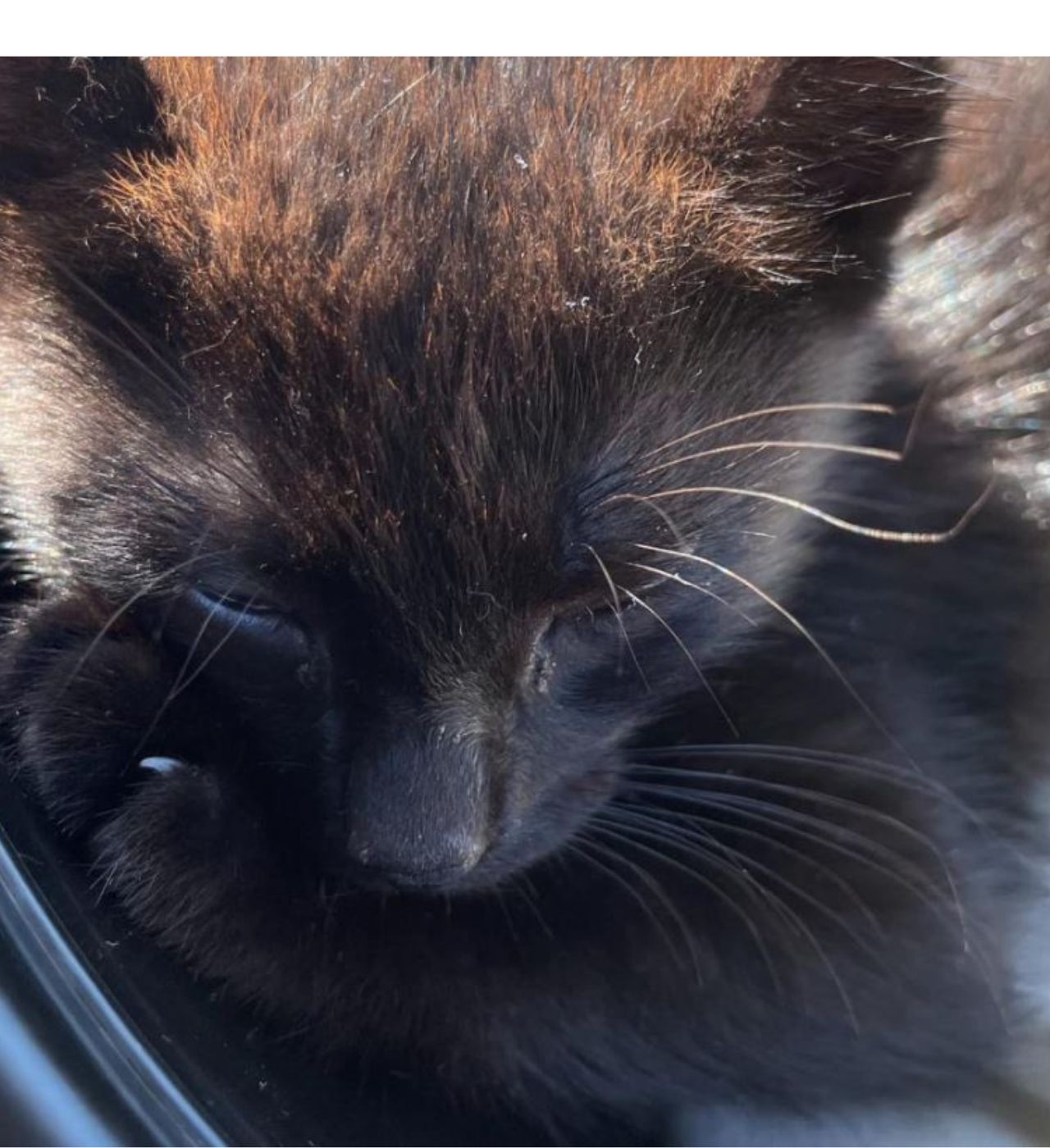 Una gattina dal pelo nero di nome Clover