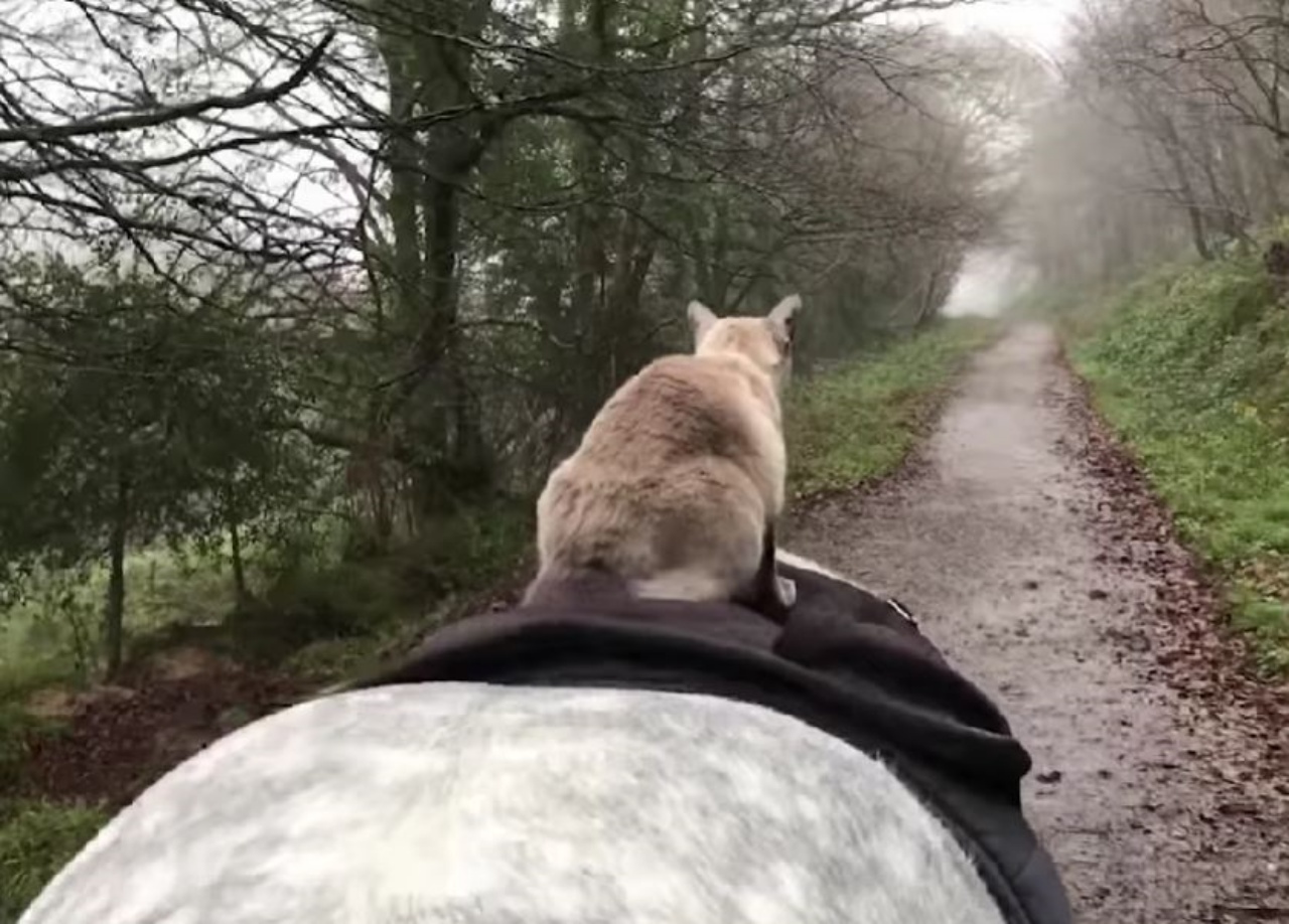 Un Pony con sopra un cavallo