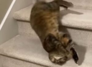 Il dolce gattino fa una mossa impressionante mentre si stiracchia (VIDEO)