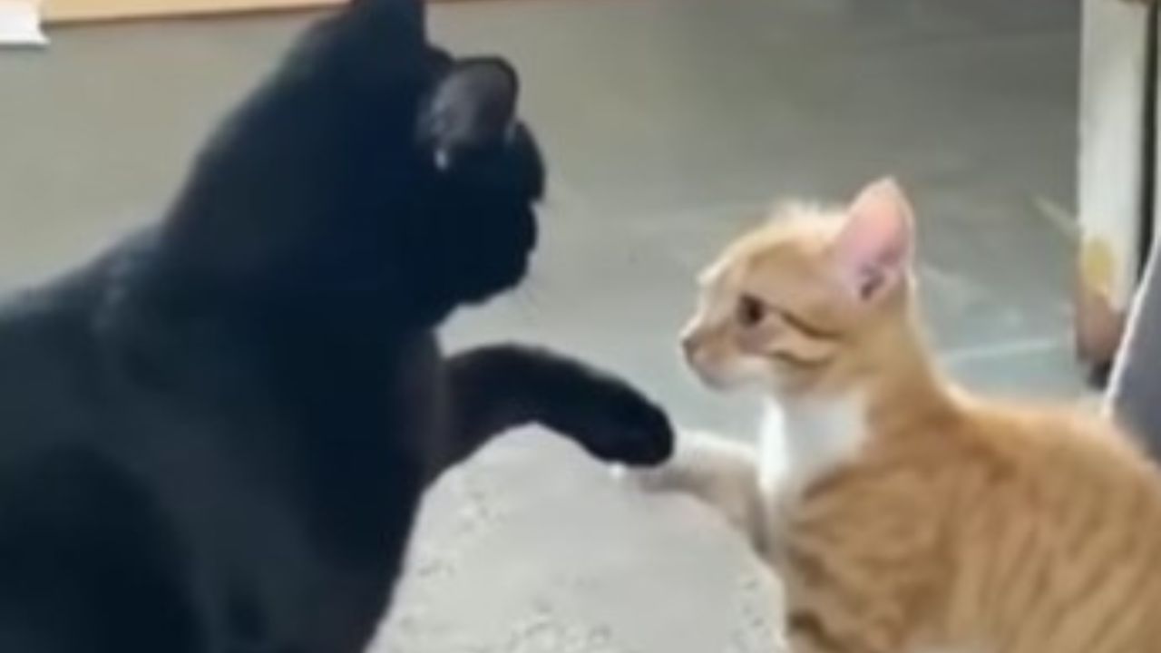 gatto nero e gatto arancio