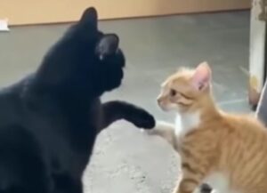 I due gatti sono nel bel mezzo di uno scontro ma uno dei due fa un passo falso e l’altro ne approfitta (VIDEO)