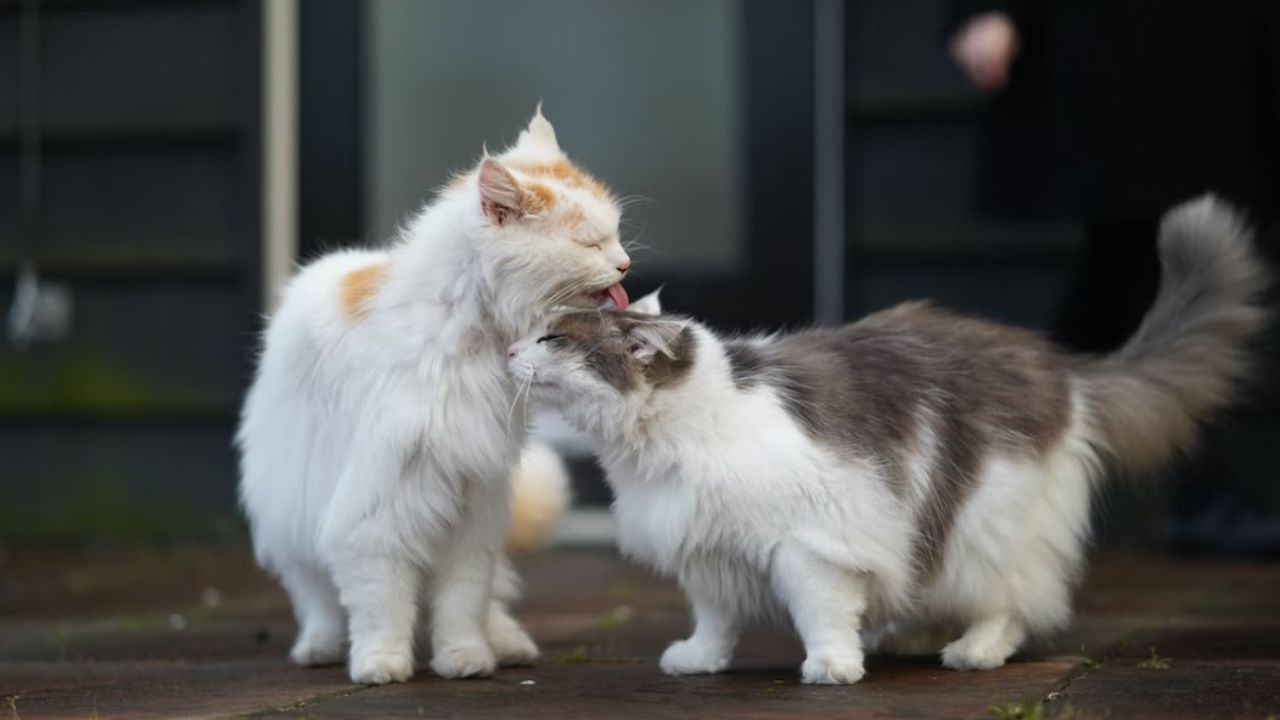 due gatti che si coccolano