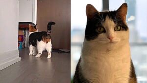 Cosa fa un gatto in casa? Scopriamolo grazie a queste telecamere nascoste a casa di Ellie