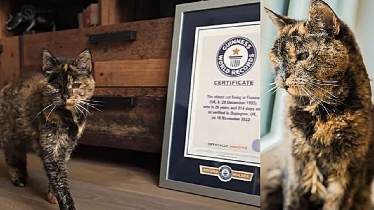 una gattina di nome flossie che vince il guinness world record