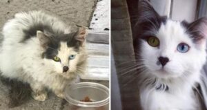 Una coppia salva una gattina dopo essere stata colpita dai suoi occhi e le cambia del tutto la vita