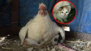 Gallina adotta una gatta orfana e si prende cura dei suoi gattini nel pollaio