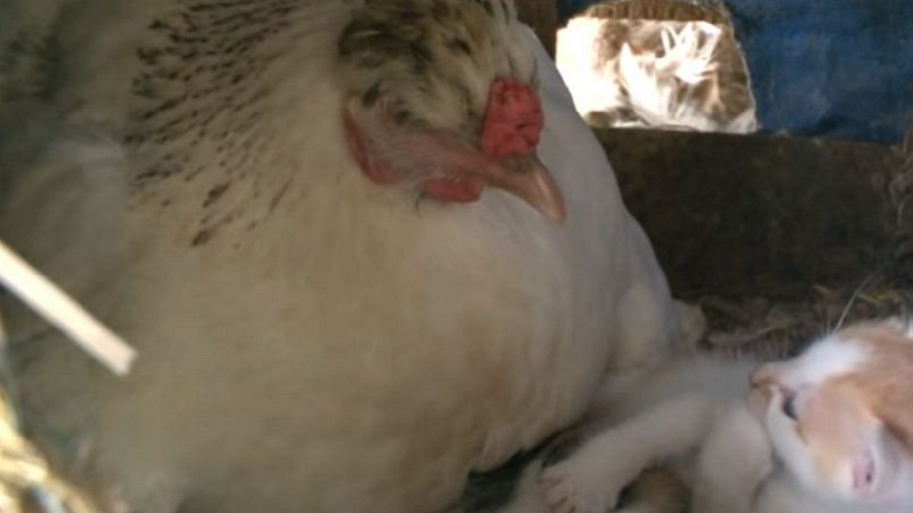 Mamma gallina e i piccoli gattini