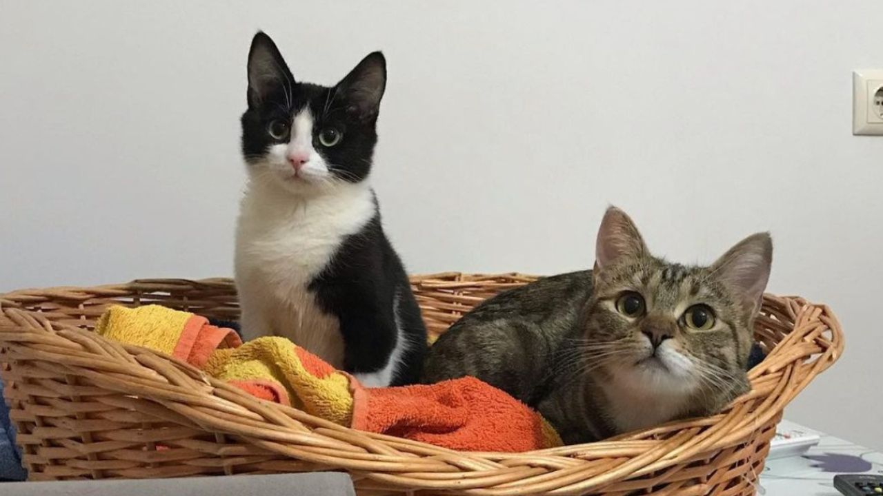 due gatti nel cesto