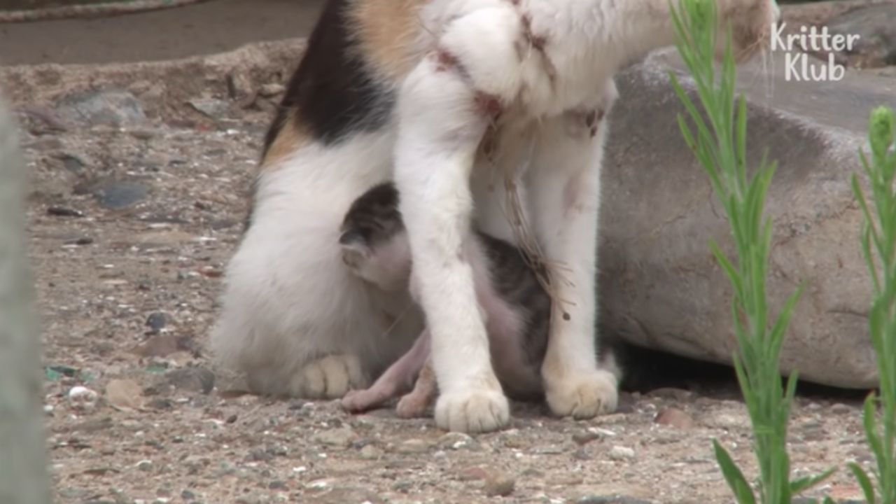 gatta e gattino intrappolati nella rete