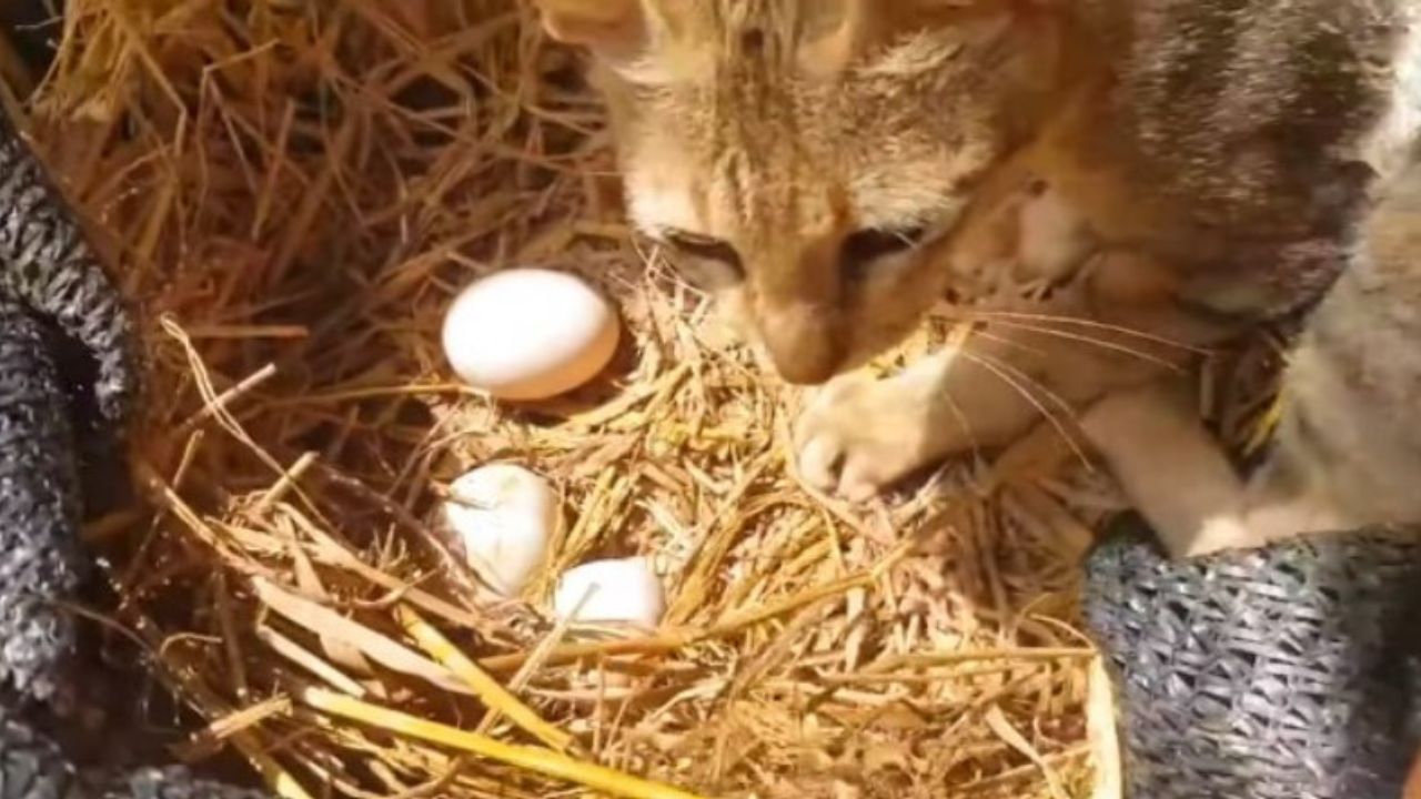 uova di gallina covate da un micio