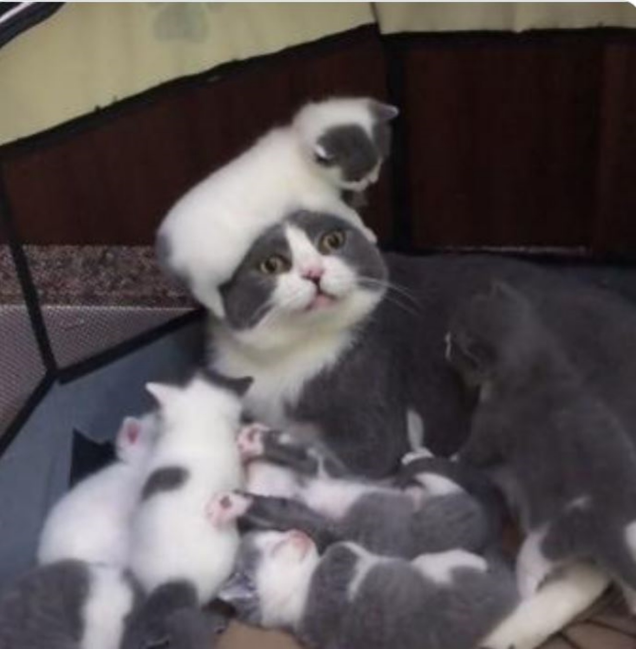 Mamma gatta con i suoi 6 figli
