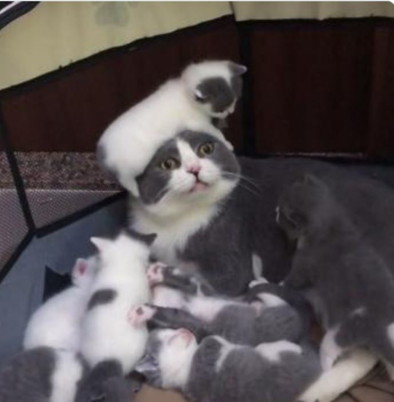 Mamma gatta con i suoi 6 figli