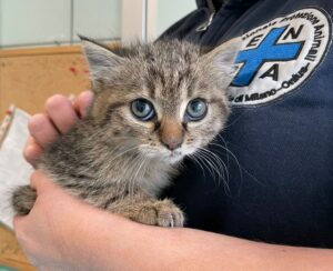 Gatti avvelenati a Mormanno, intervengono gli animalisti: “Chi sa si faccia avanti”