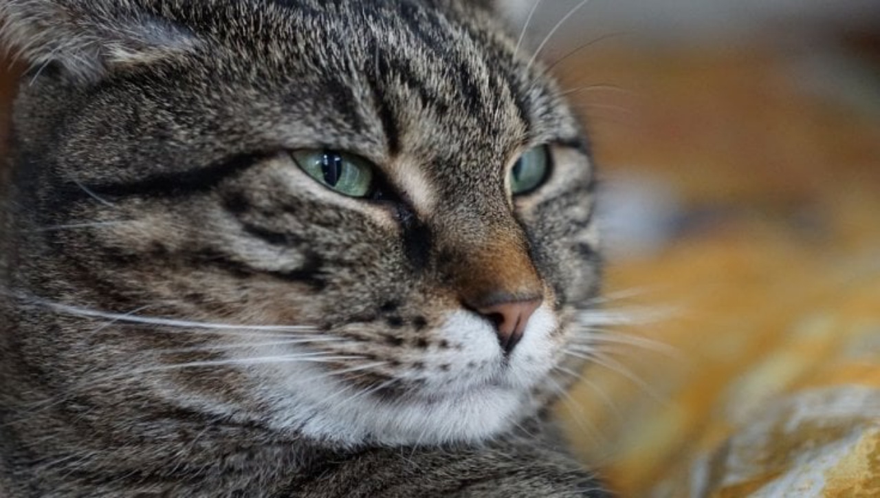 gatti uccisi in Calabria