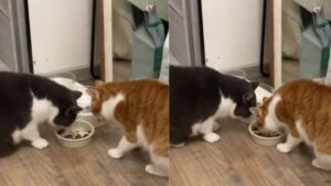 I gattini sono migliori amici e condividono tutto, persino la ciotola (VIDEO)