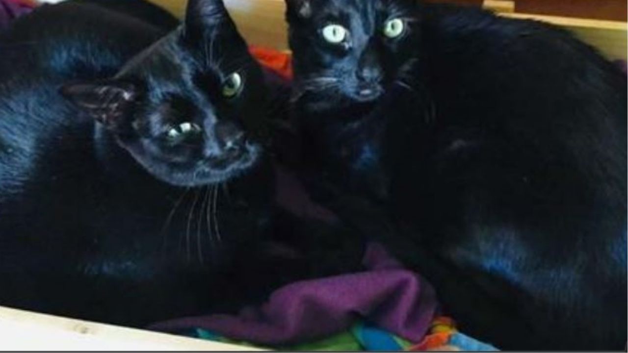 Due gatti completamente neri sul letto