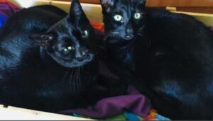 due gattini neri