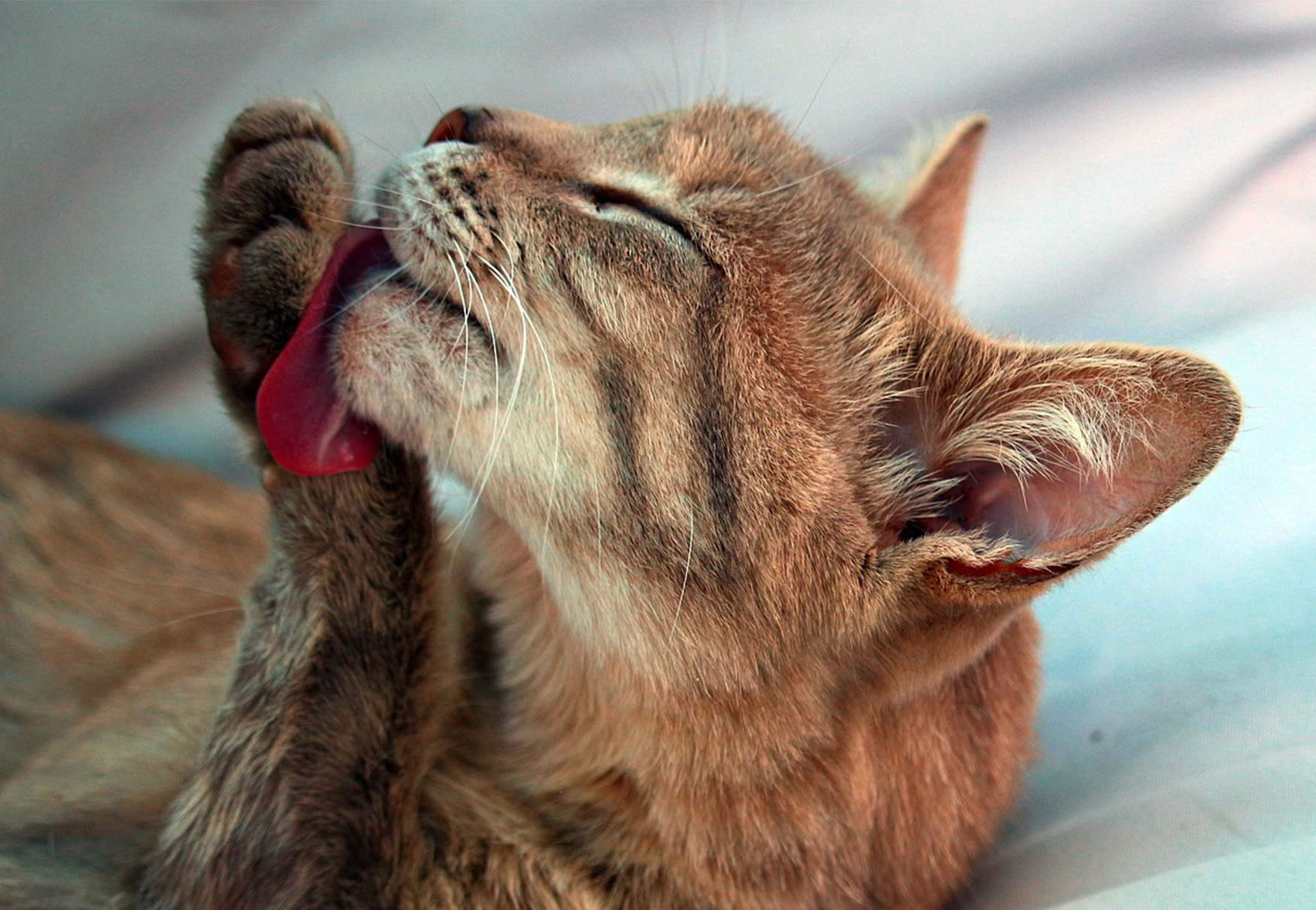 gatto si pulisce con la lingua