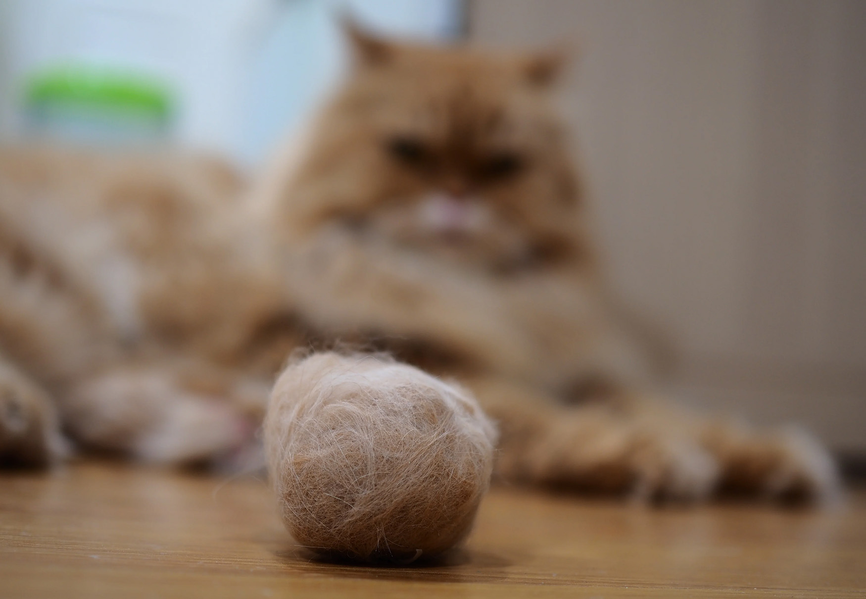 boli di pelo di gatto