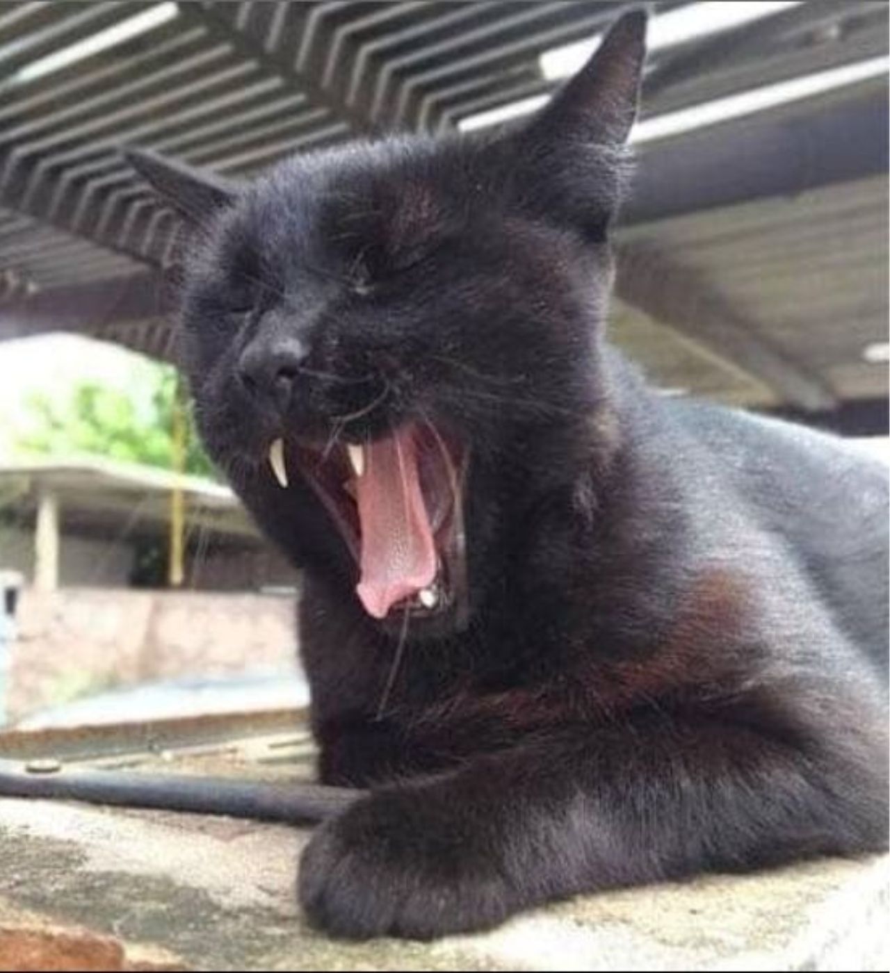 un gatto nero che sbadiglia