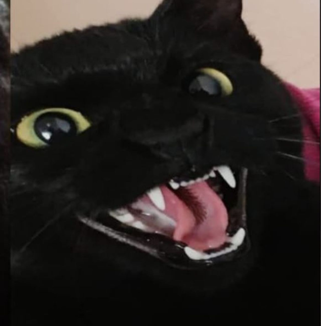 un gatto nero che apre la bocca