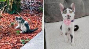 La gattina randagia corre da una donna e così cambia completamente la sua vita