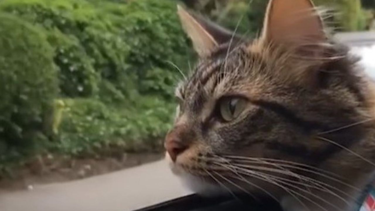 micio che guarda fuori dal finestrino