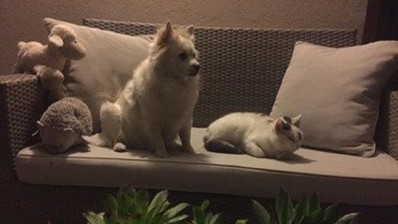 Cane e gatto seduti sul divano