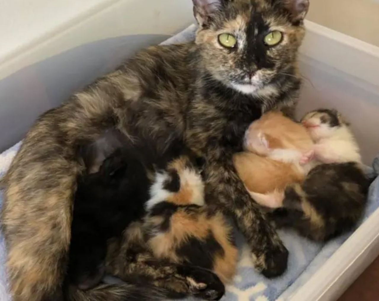 una mamma gatta e dei gattini
Catnship Etc