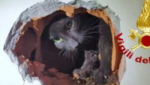Gattino incastrato nel muro di una cucina: salvato e adottato
