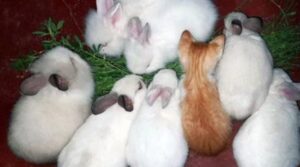 un gattino con dei conigli