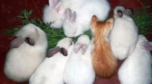 Il gatto cresciuto con una famiglia di conigli ha tutta l’intenzione di diventare vegetariano