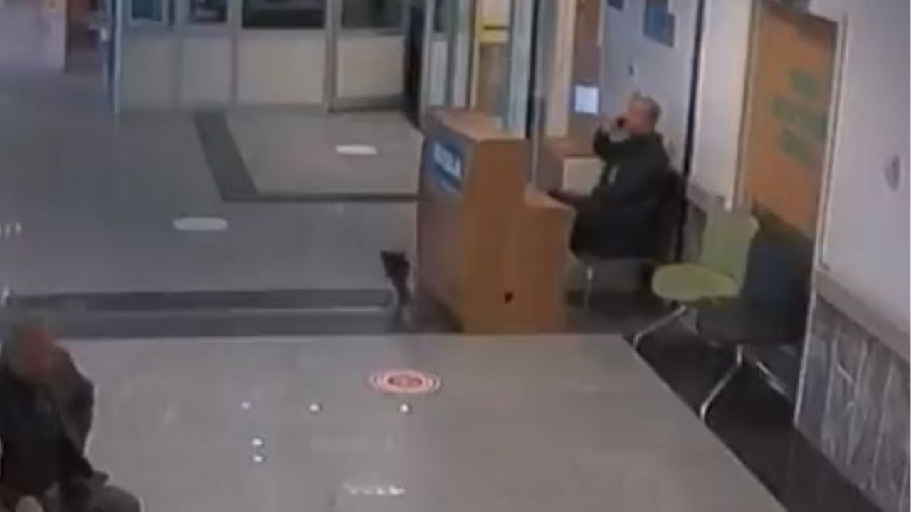 un gatto entra in una clinica