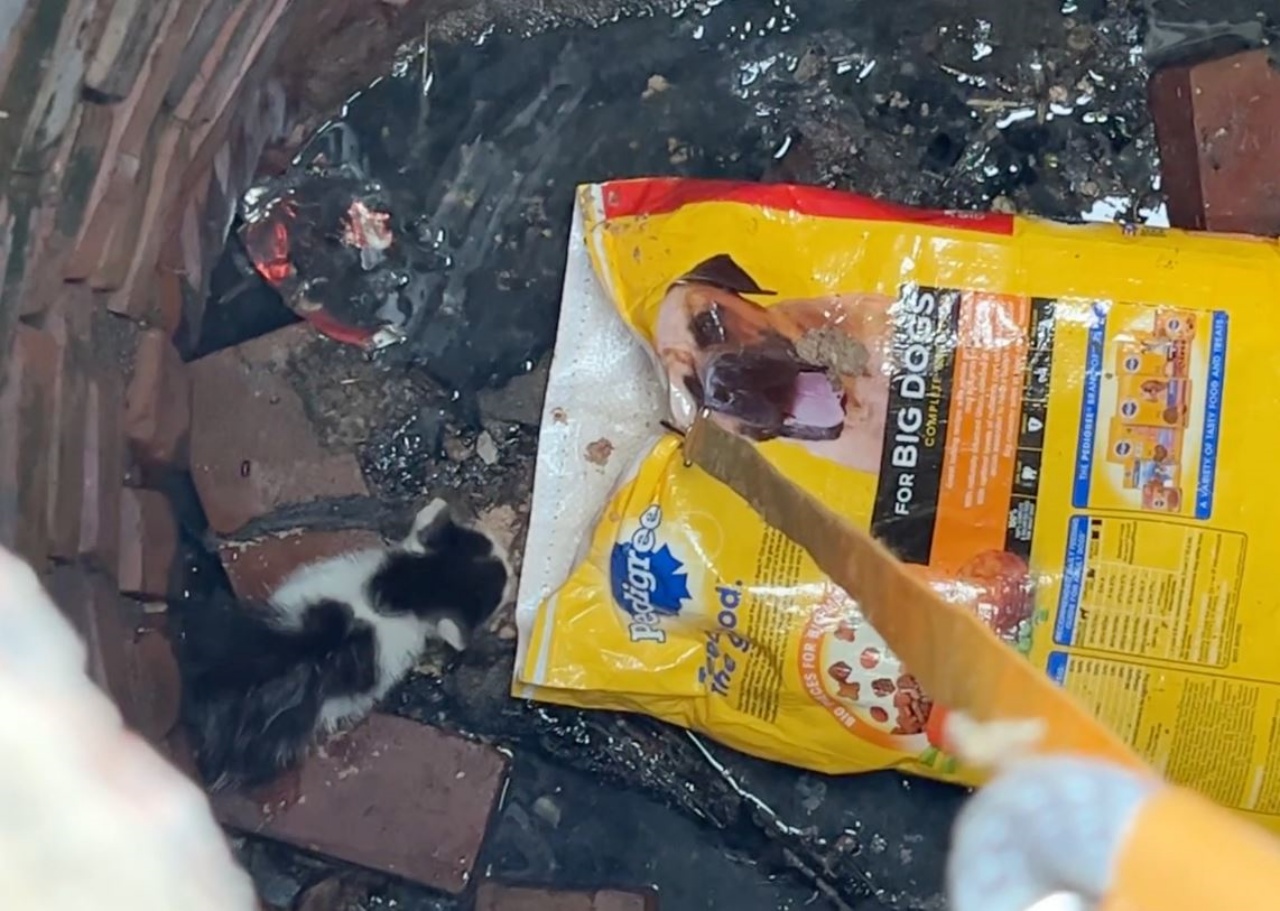gattino che entra in un sacchetto 
Stray Rescue of St. Louis