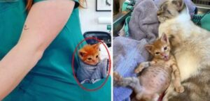 Il gattino vagava per strada incespicando, finché non ha trovato il calore di un abbraccio