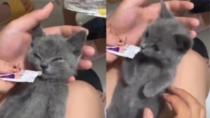 Il gattino dorme, ma non appena sente l’odore del cibo diventa più attivo che mai (VIDEO)