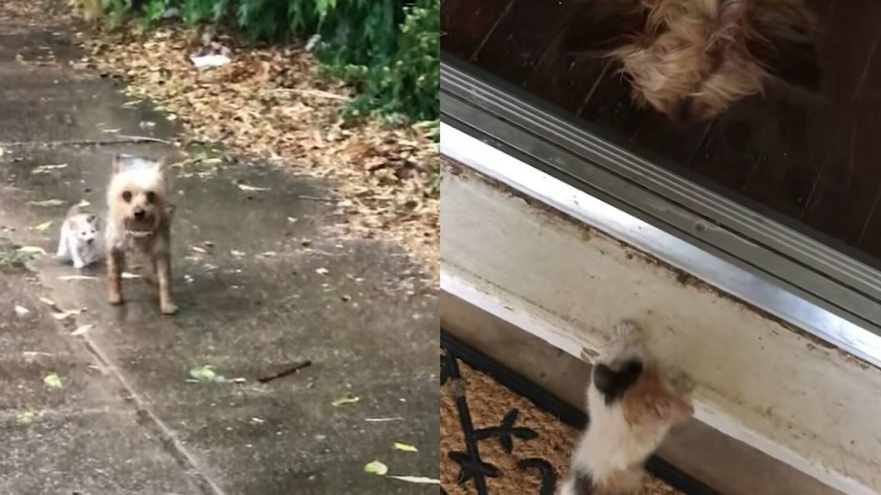 gattino fortunato viene accompagnato a casa