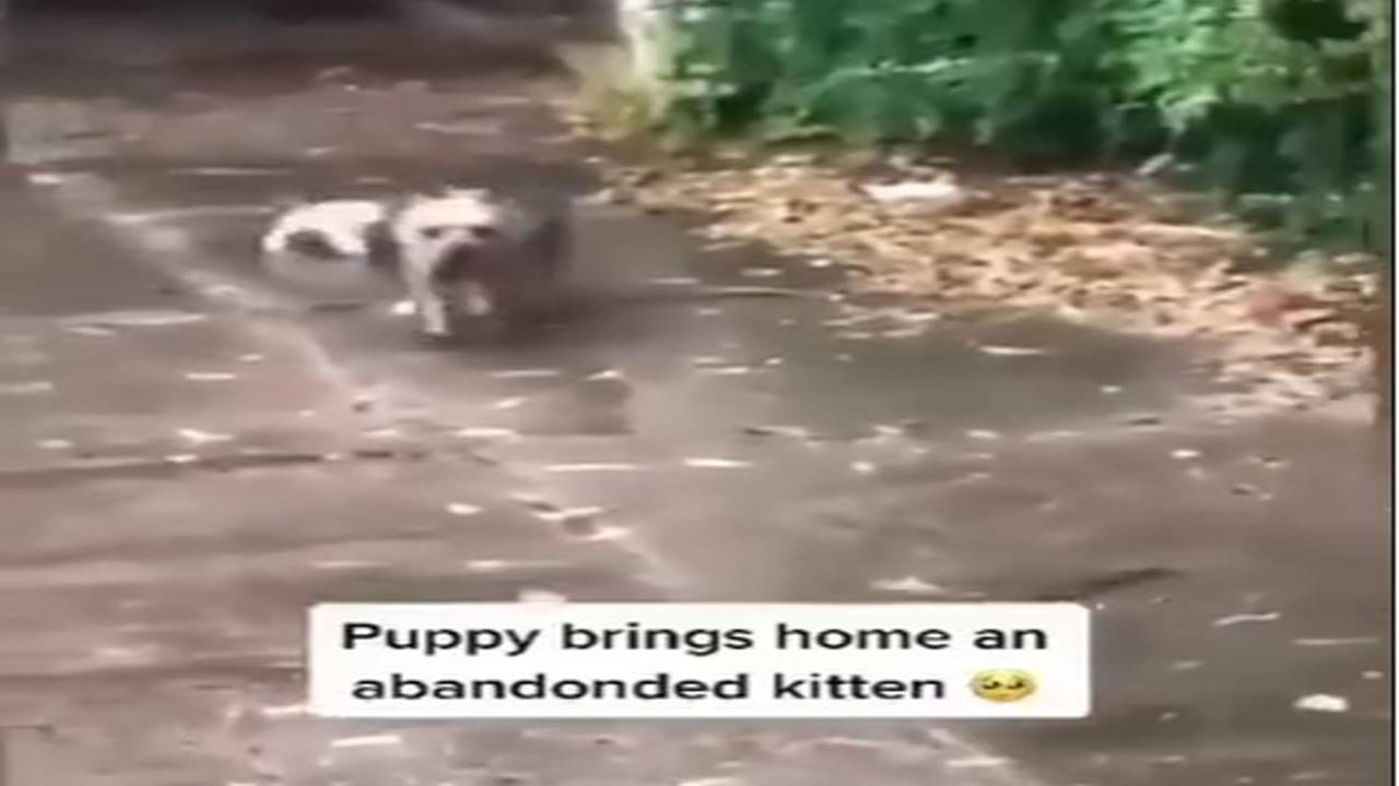 gattino fortunato salvato da un cane