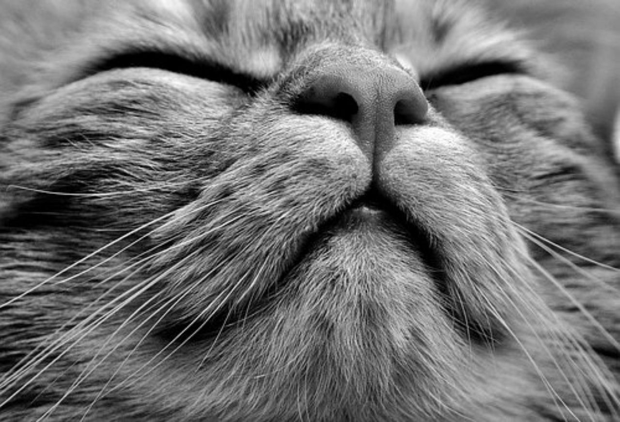 musetto di un gatto in foto in bianco e nero