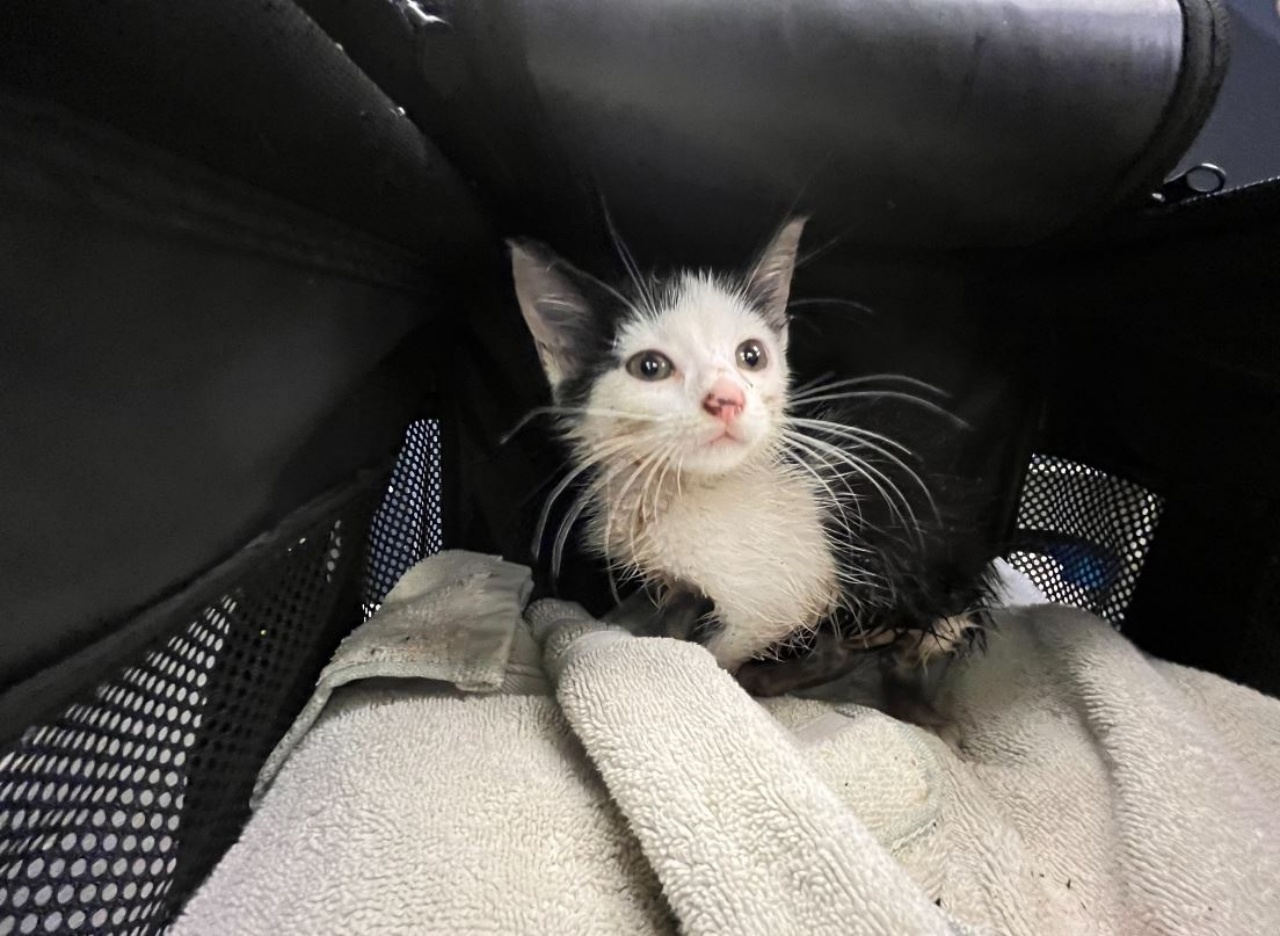 un gattino bianco e nero appena salvato
Stray Rescue of St. Louis