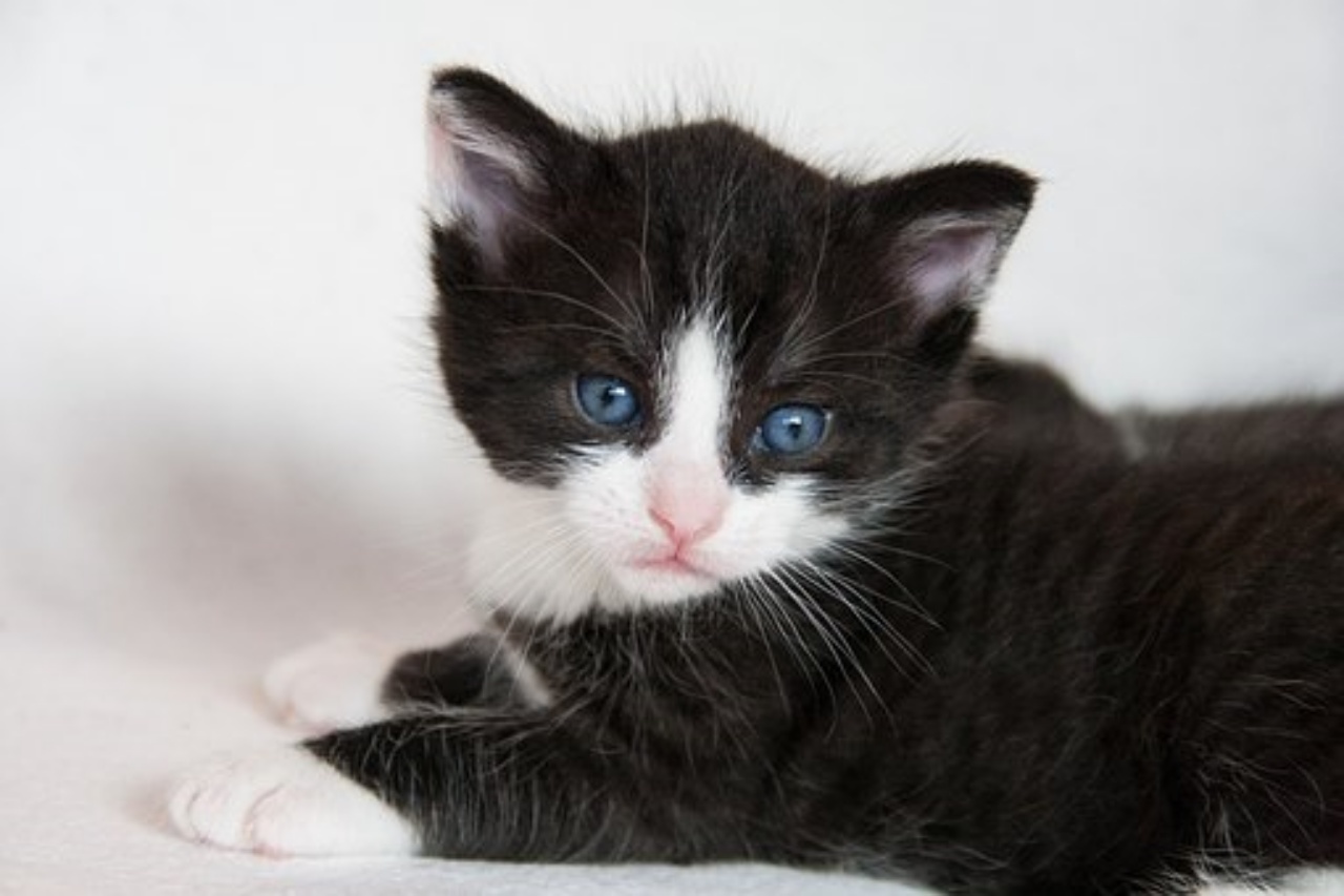 una gattina dal mantello bianco e nero