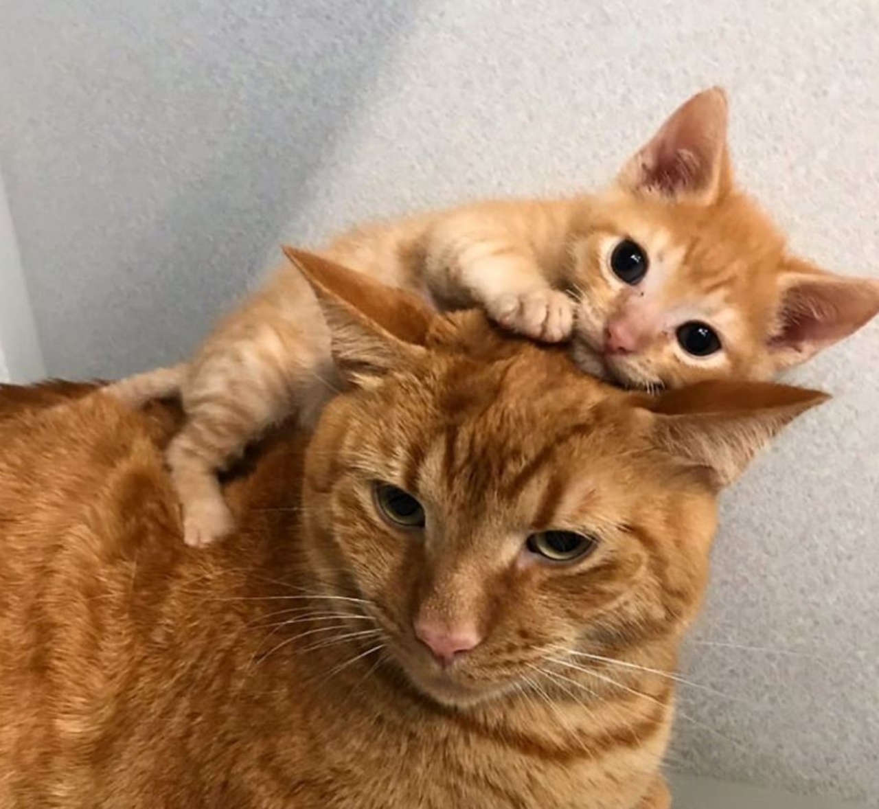 Quark insieme ad un gatto arancione