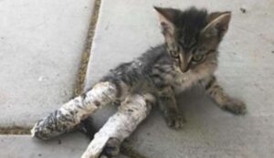 L’hanno trovata per strada, sfinita: la gattina aveva le zampe posteriori avvolte nel gesso