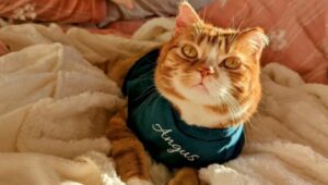 Gatto buttato nella candeggina: oggi deve indossare un maglione per proteggersi