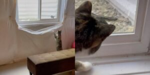 gatto che guarda dalla finestra