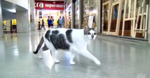 Il gatto vince in tribunale il diritto di poter circolare liberamente in un centro commerciale