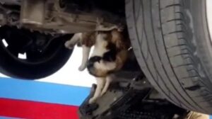 Gatto rimasto incastrato all’interno di un’auto salvato da un meccanico: la storia